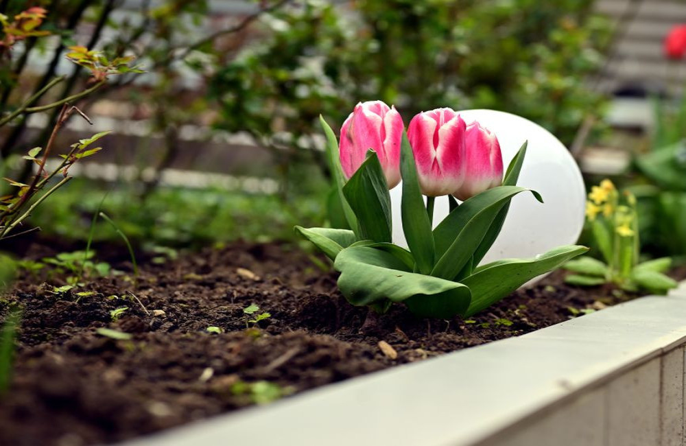 Hoeveel tulpenbollen plant je per vierkante meter voor een vol bloembed?