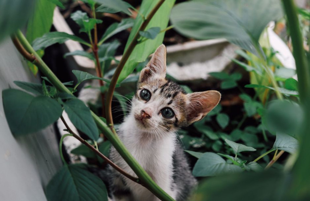 Salvia giftig voor katten? Feiten, fabels en wat je moet checken